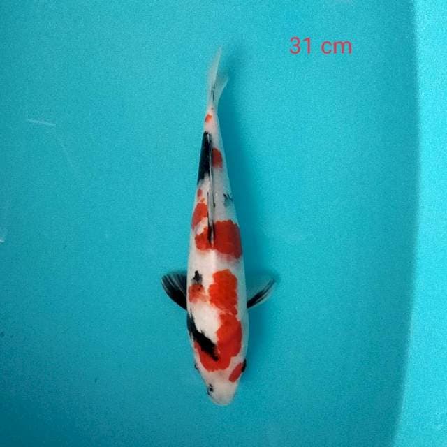 Kindai Showa tategoi 31cm