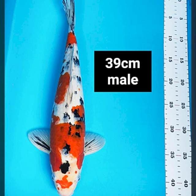 Sanke 39cm male