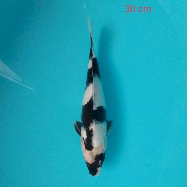 Shiro 30cm