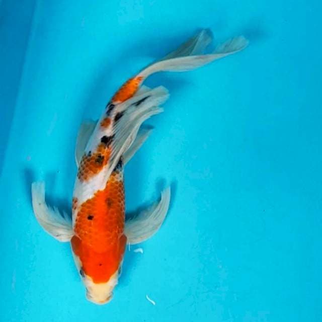 Kumpay sanke jos 27cm