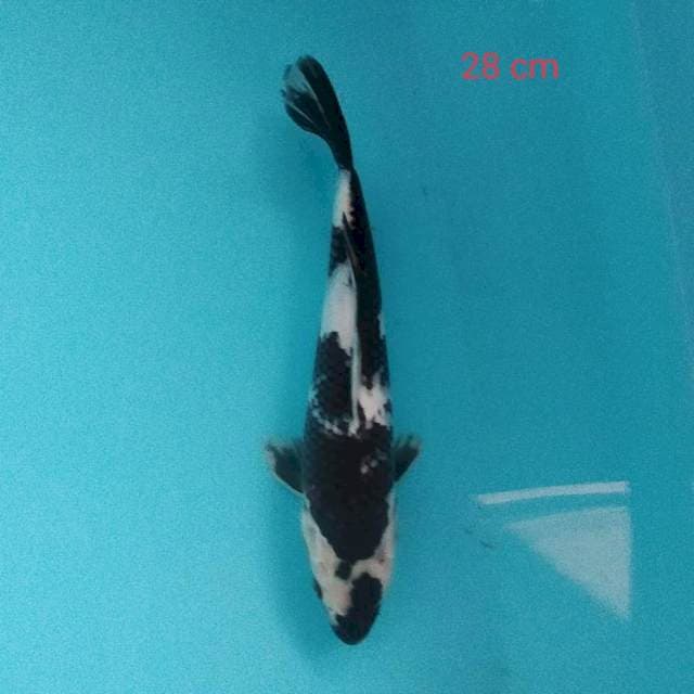 Shiro 28cm
