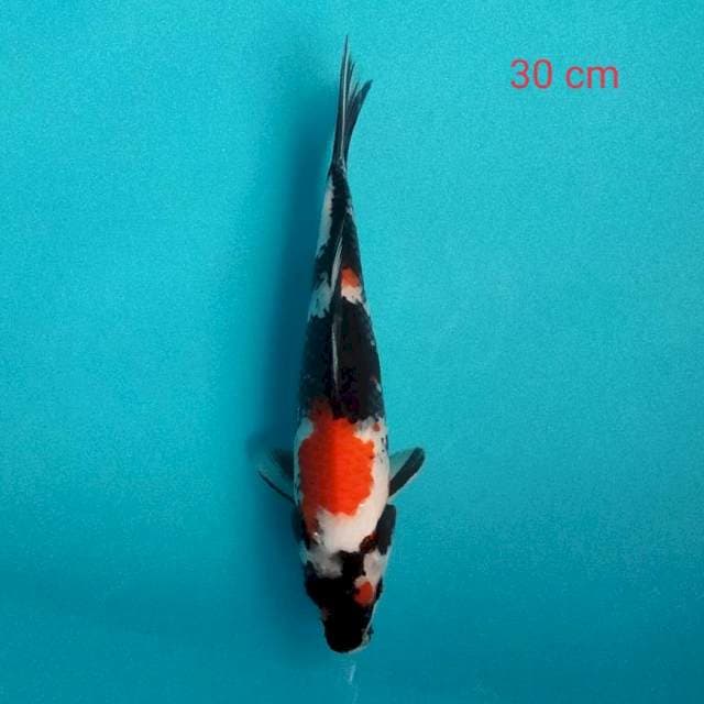 Showa 30cm