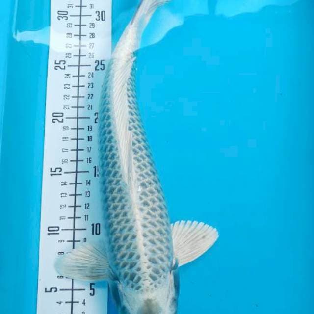 Mukashi 35cm
