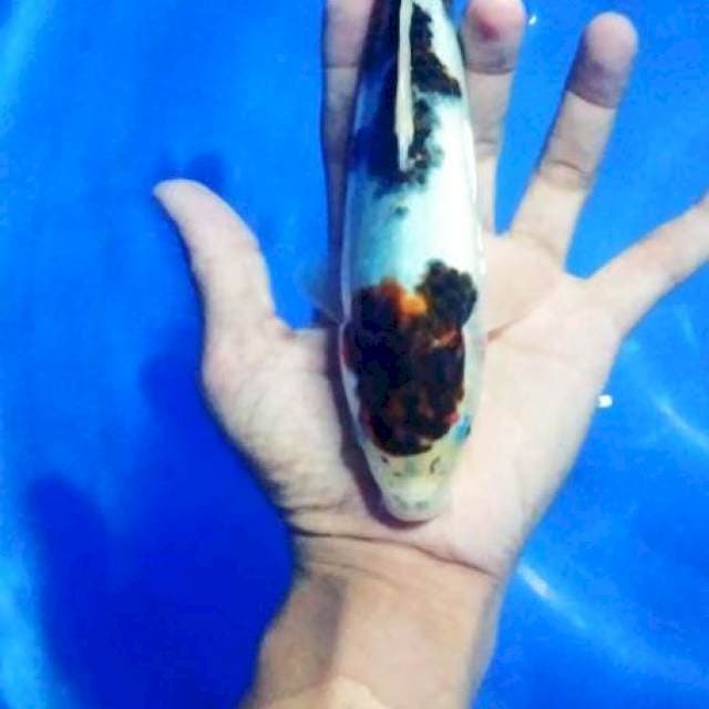 goromo 22 cm