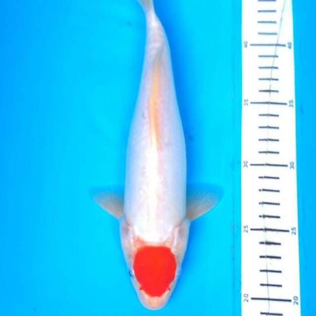 TANCHO KOHAKu DOITSU
