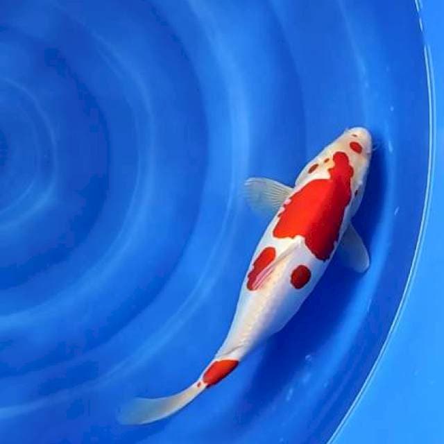 kohaku doitsu strong 36cm jantan