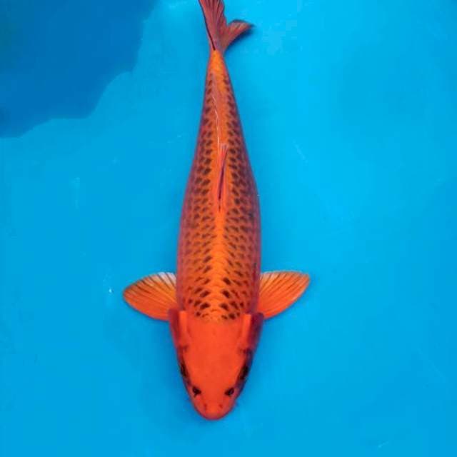KIN MATSUBA 39 CM