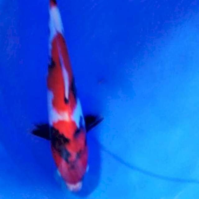 showa male 30 cm