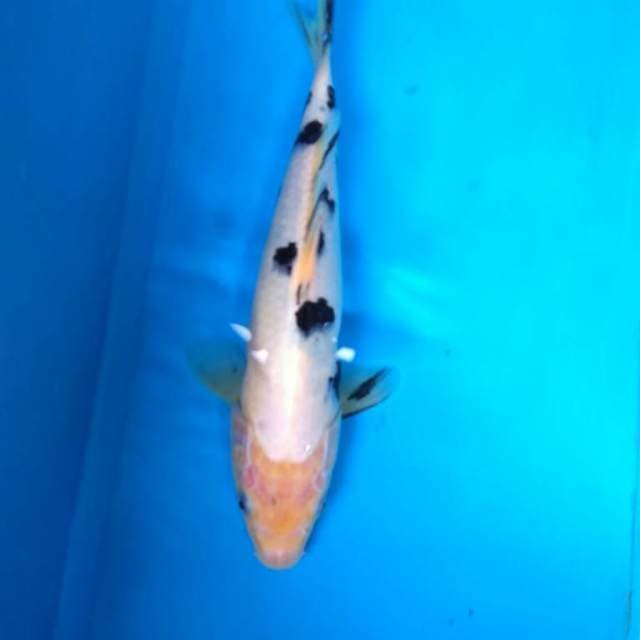 BEKKO
