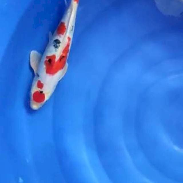 maruten sanke doit 35cm jantan