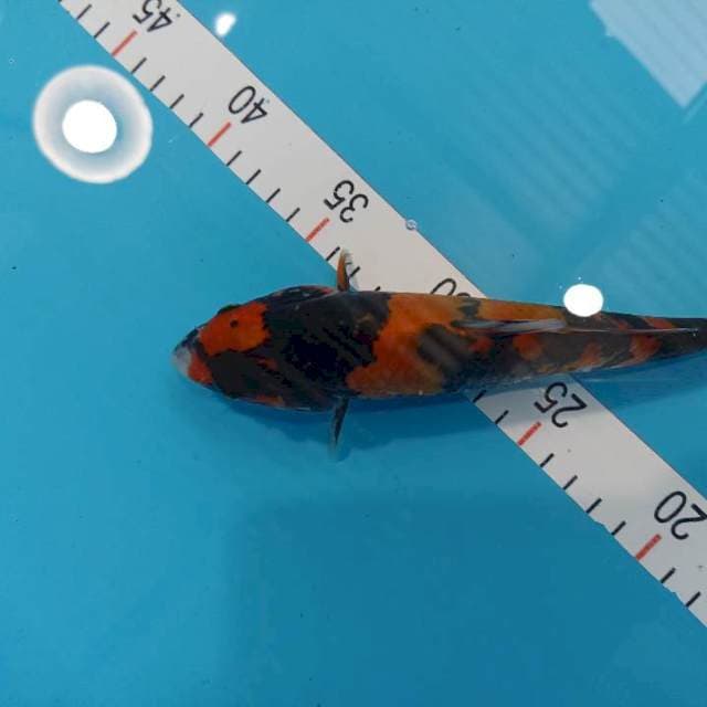 Showa 21 cm