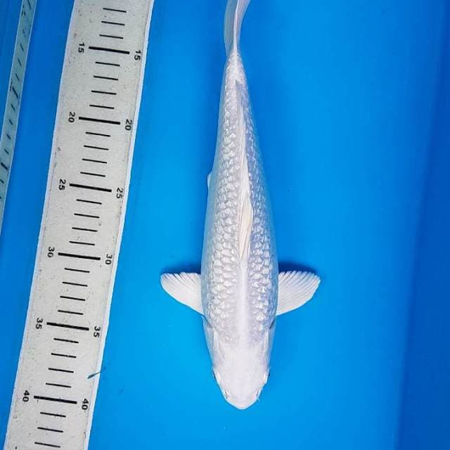 platinum ginrin super white diamond 30 cm