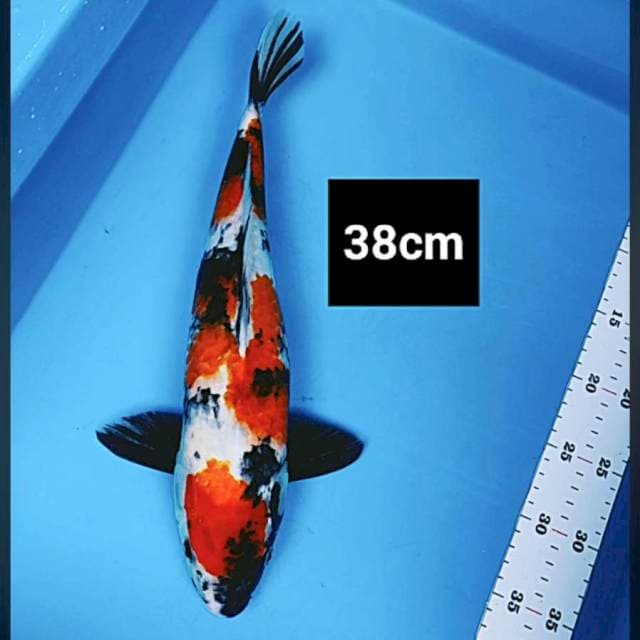 Showa strong 38cm