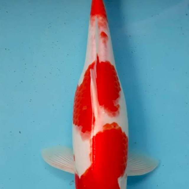 Kohaku 35 cm up Female