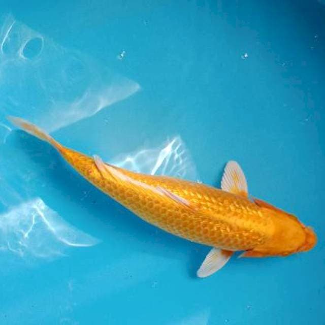 Yamabuki Ogon Gindrin