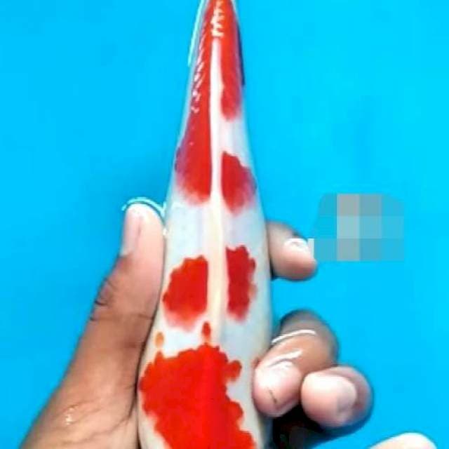 Koi Mas Jeje