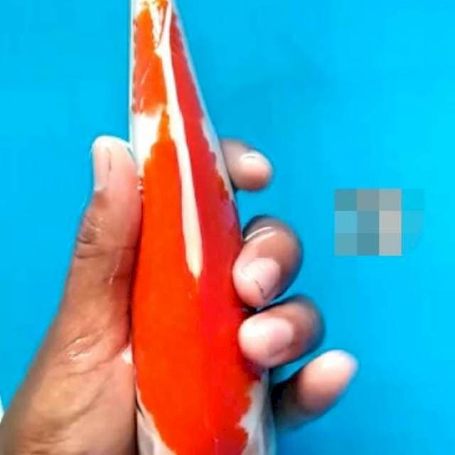 Koi mas jeje