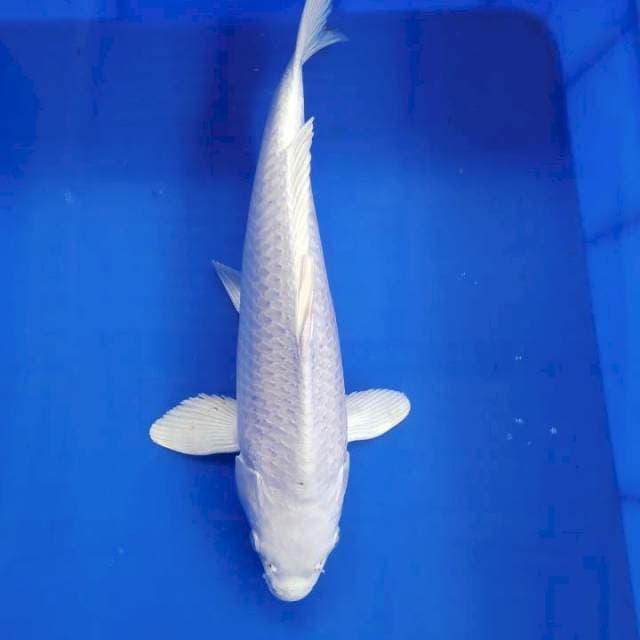 Platinum 34 cm