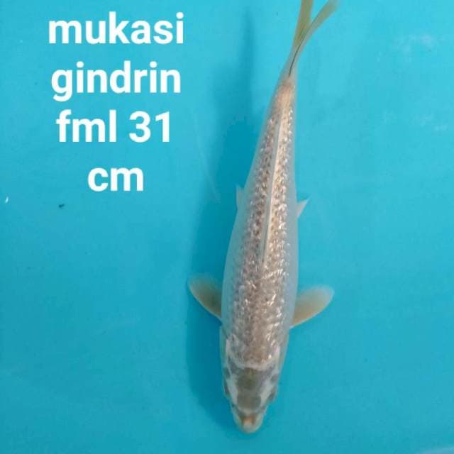 Mukasi gindrin fml 31 cm