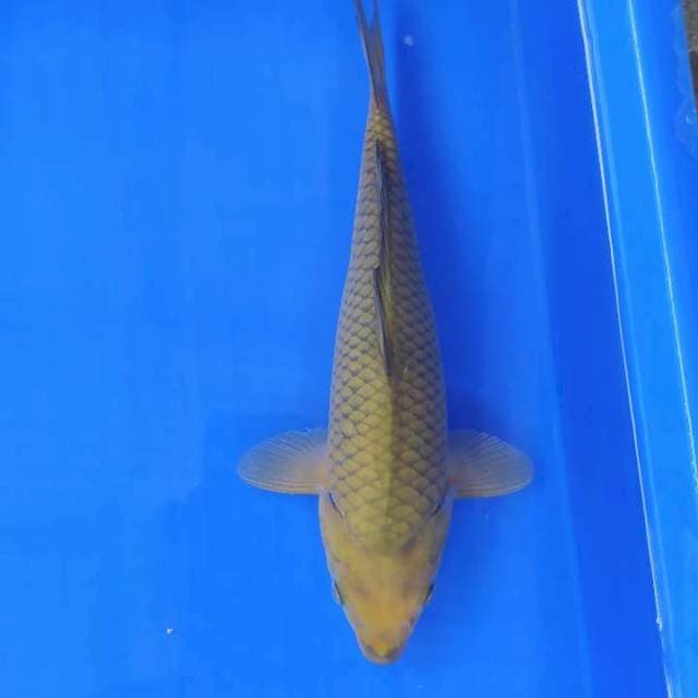 Chagoi 30 cm