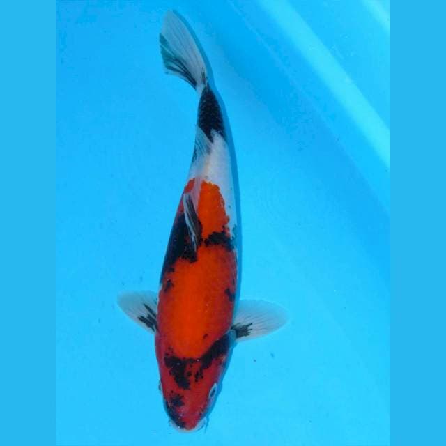 Jantan Berpunuk 30cm