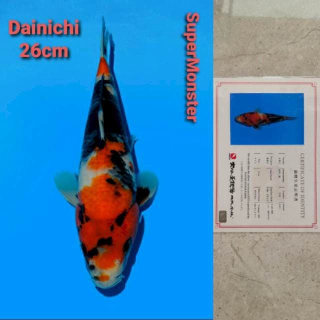 Dainichi SuperMonster Certi