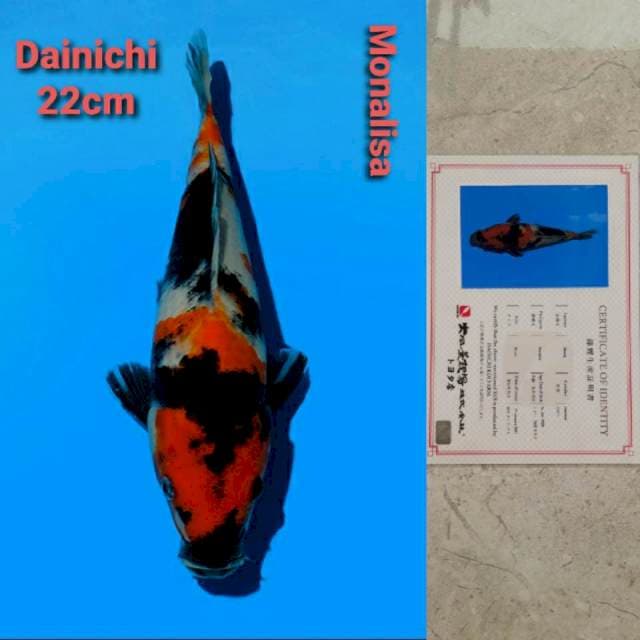 Dainichi Monalisa Certi