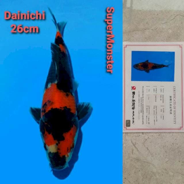 Dainichi SuperMonster Certi