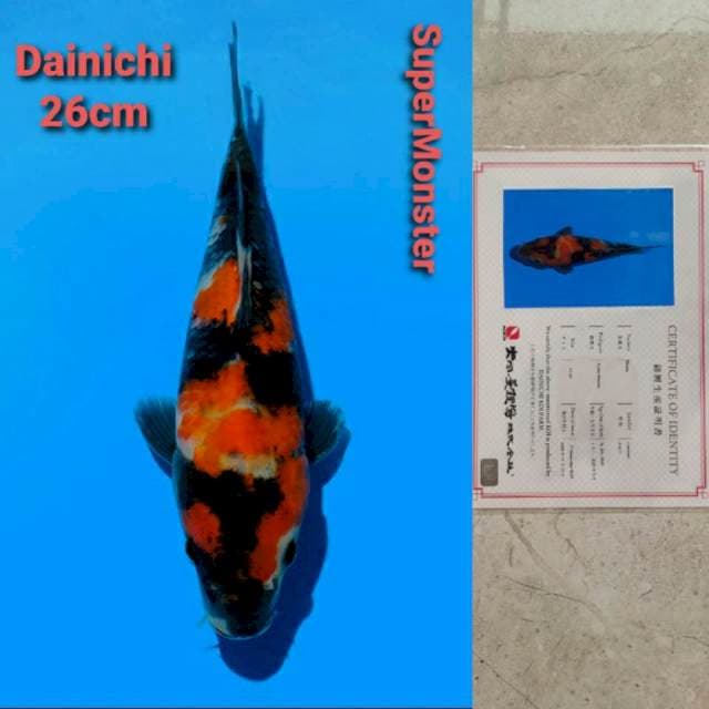Dainichi SuperMonster Certi