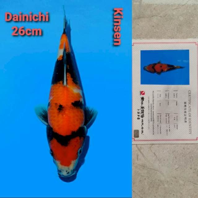Dainichi Kinsen certi