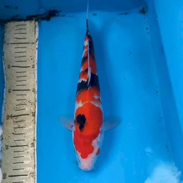 Showa 30cm