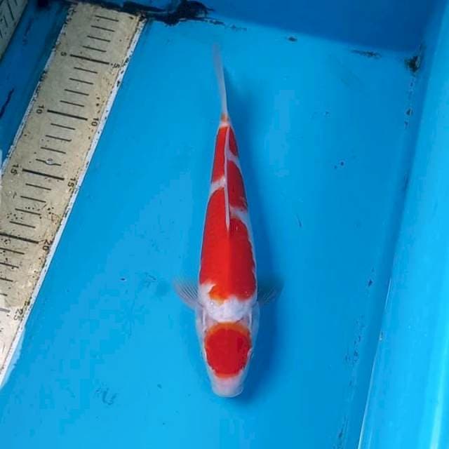 Kohaku 24cm