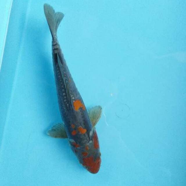 OCHIBA DOITSU 30cm