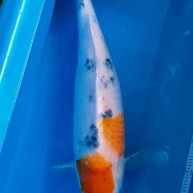 Sanke 45 cm