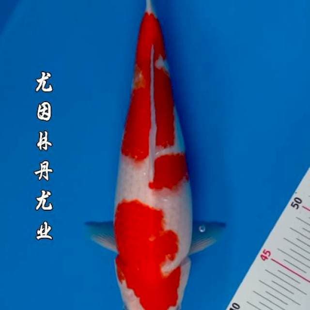 RED KOHAKU