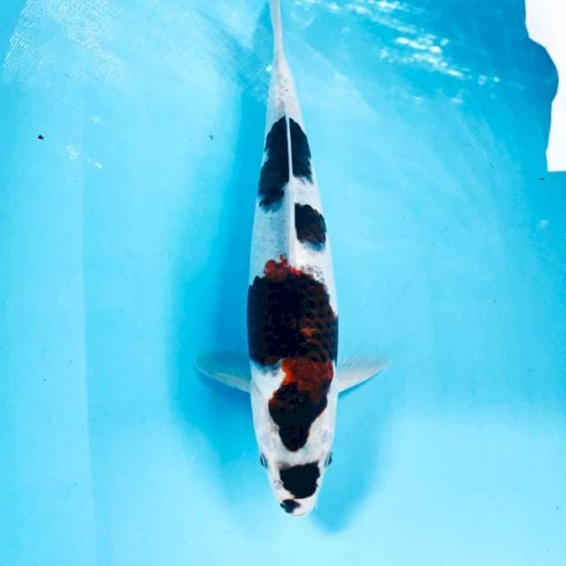 Budo Goromo, 34 cm