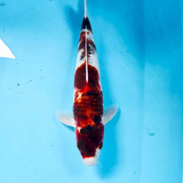 Budo Goromo, 34 cm