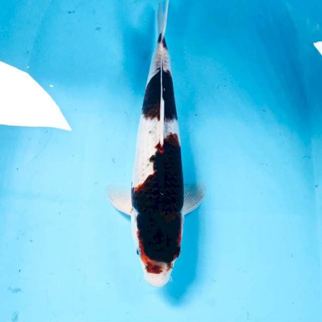 Budo Goromo, 35 cm