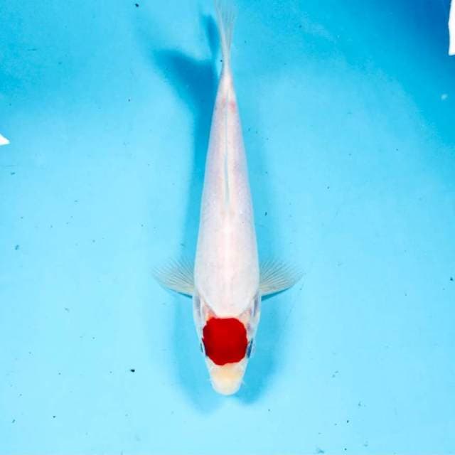 Tancho Kohaku, 22 cm