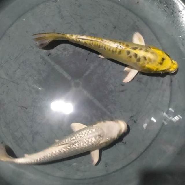 2 Antikan