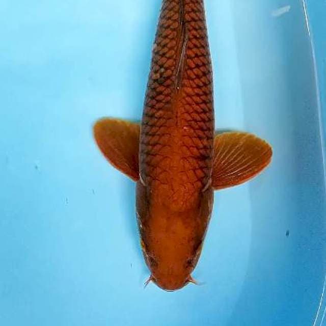 Cagoi tembaga jantan 44 cm