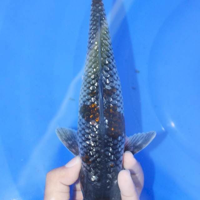 Ochiba gindrin 30bu