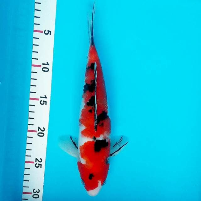 Sanke 29cm