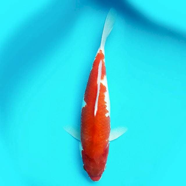 Kohaku 33cm