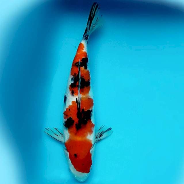 Sanke 34cm