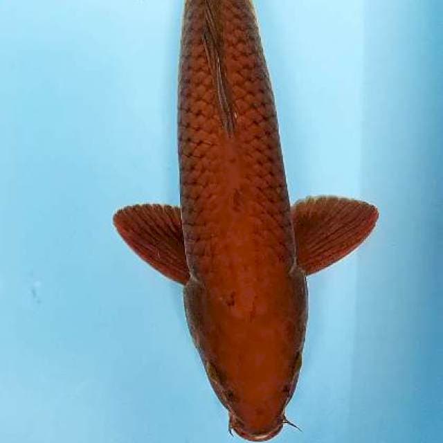 Cagoi tembaga male 43 cm