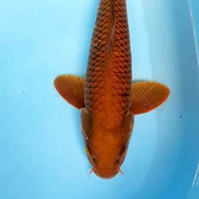 Cagoi tembaga male 44 cm