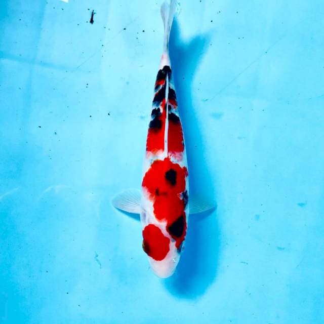 Sanke, 20 cm