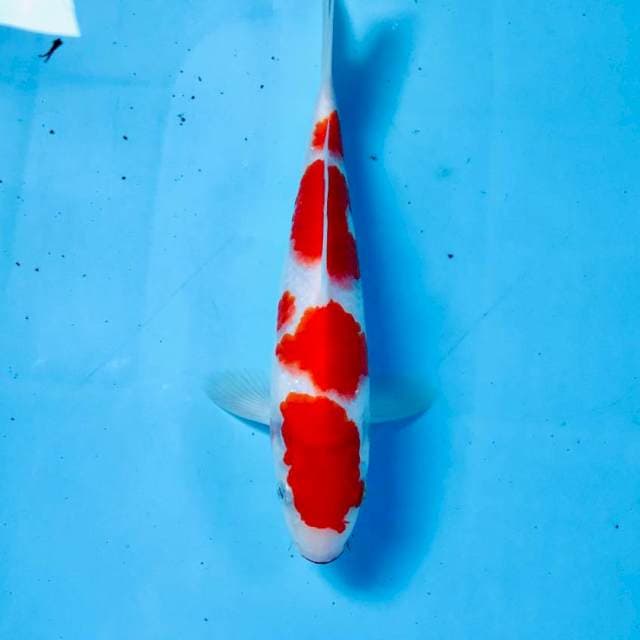 Kohaku, 20 cm