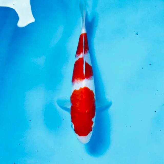 Kohaku, 20 cm